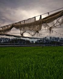 Tobacco Field